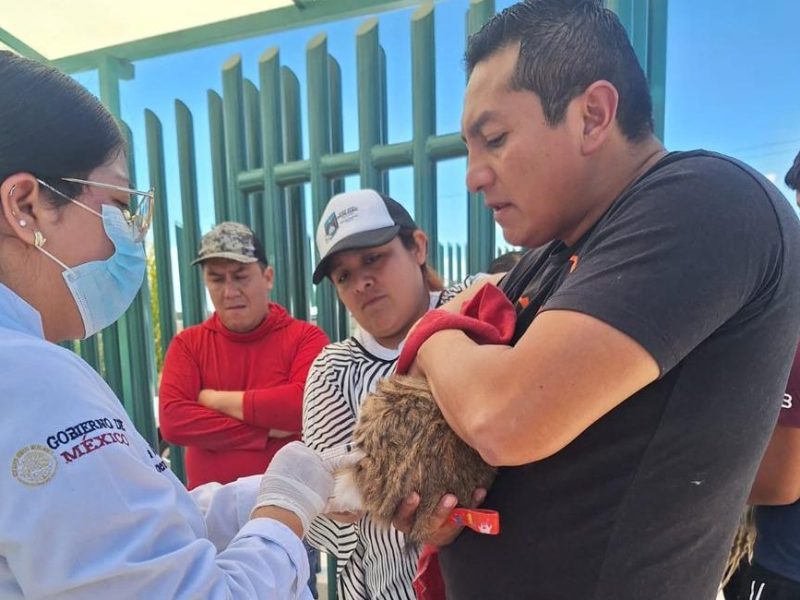 SESA E IMSS-BIENESTAR APLICARÁN MÁS DE 388 MIL VACUNAS ANTIRRÁBICAS A PERROS Y GATOS