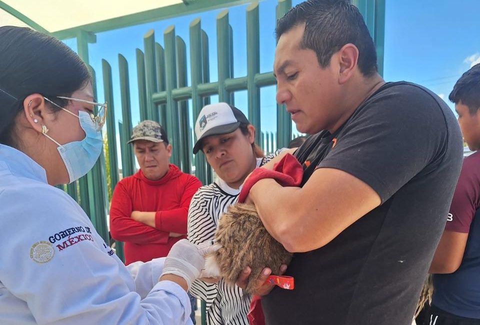 SESA E IMSS-BIENESTAR APLICARÁN MÁS DE 388 MIL VACUNAS ANTIRRÁBICAS A PERROS Y GATOS